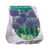 Sierui / daslook Allium Purple Sensation