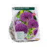 Allium Purple Sensation