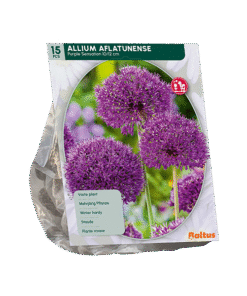 Allium Purple Sensation