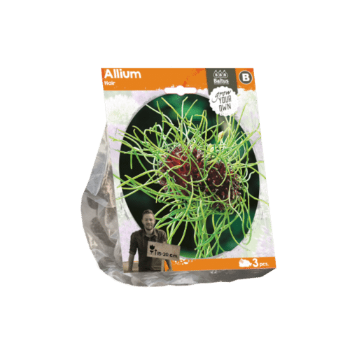 Allium Hair (per 3 stuks)