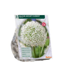 Allium Mount Everest