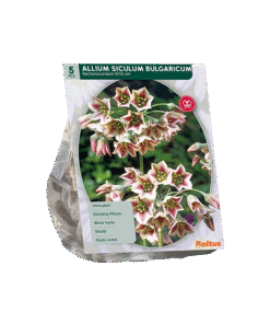 Allium Siculum Bulgaricum