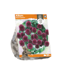 Allium Sphaerocephalon