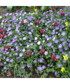 Anemone Blanda Mix