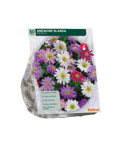 Anemone Blanda Mix