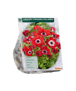 Anemone Hollandia