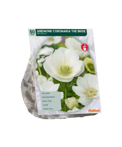 Anemone The Bride