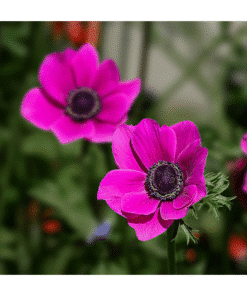 Anemone Sylphide