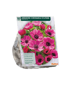 Anemone Sylphide