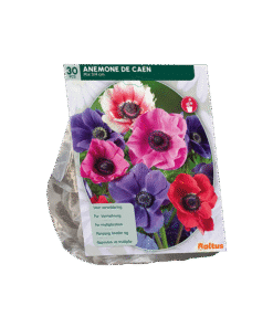 Anemone The Caen