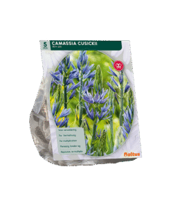 Camassia Cusickii Prairielelie
