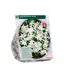 Chionodoxa Alba Sneeuwroem