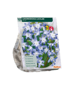 Chionodoxa Luciliae