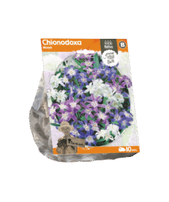 Chionodoxa Mix Sneeuwroem
