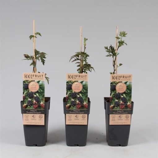 Rubus fruticosus thornless evergreen