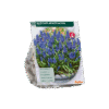 Muscari Armeniacum Blauwe Druif