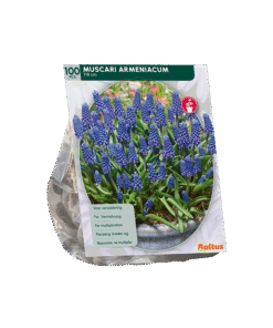 Muscari Armeniacum Blauwe Druif