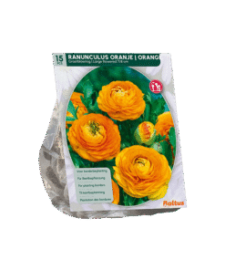 Reuze Ranonkel Oranje