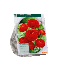 Reuze Ranonkel Rood