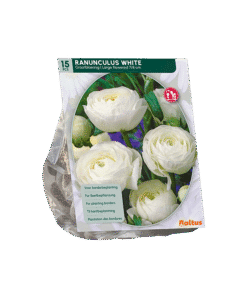 Reuze Ranonkel Wit