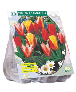 Tulipa Greiggi mix