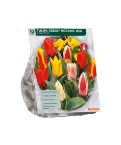 Tulp Greigii Mix