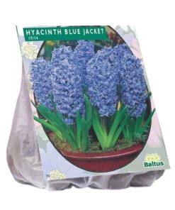 Hyacint Blue Jacket