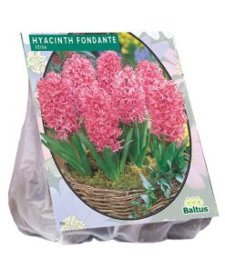 Hyacint Fondante