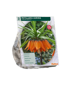 Fritillaria Imperialis Aurora Keizerskroon