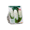Hyacinth Carnegie Bloembollen