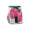 Hyacinth Fondante Bloembollen