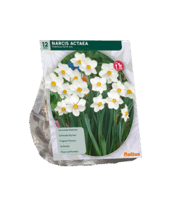 Narcis Actaea Bloembollen
