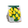 Tulp Apeldoorn Geel