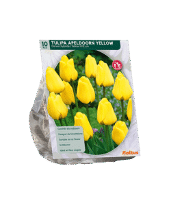 Tulp Apeldoorn Geel