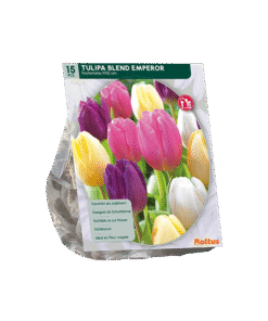Tulp Blend Emperor