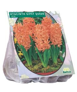 Hyacint Gipsy Queen