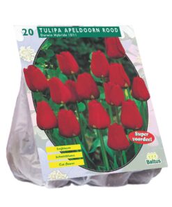 Tulp Apeldoorn - rood