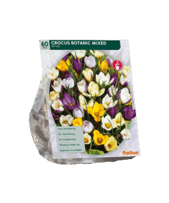 Botanische Krokus