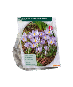 Crocus Tomassinianus