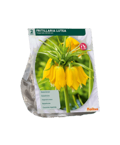 Fritillaria Imperialis Lutea Keizerskroon