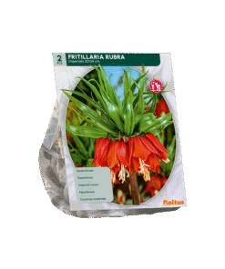 Fritillaria Imperialis Rubra Keizerskroon