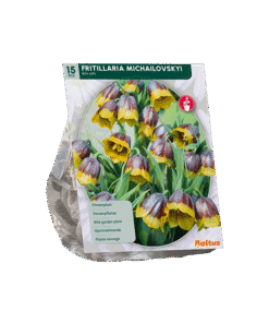 Fritillaria Michailovskyi Kievitsbloem