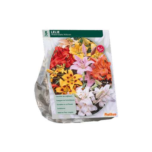 Lilium Mix Lelie