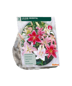 Lilium Oriental Mix