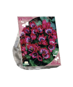 Mini Wildtulp Little Beauty