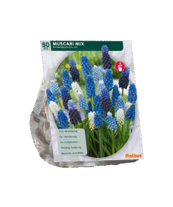 Muscari Mix Blauwe Druif