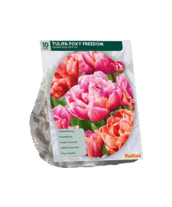 Tulp Foxy Freedom