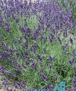 Lavendel Lavandula angustifolia Hidcote Borderplant