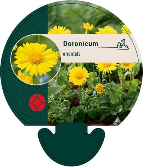 Doronicum orientale - Voorjaarszonnebloem