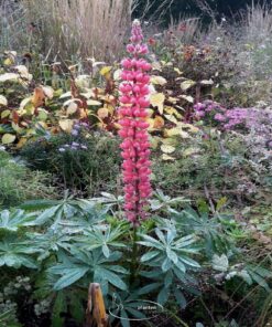 Lupinus 'Gallery Red' - Lupine